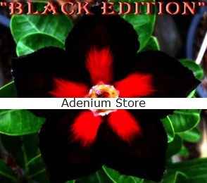 (image for) Adenium Obesum \'Black Edition\' 5 Seeds
